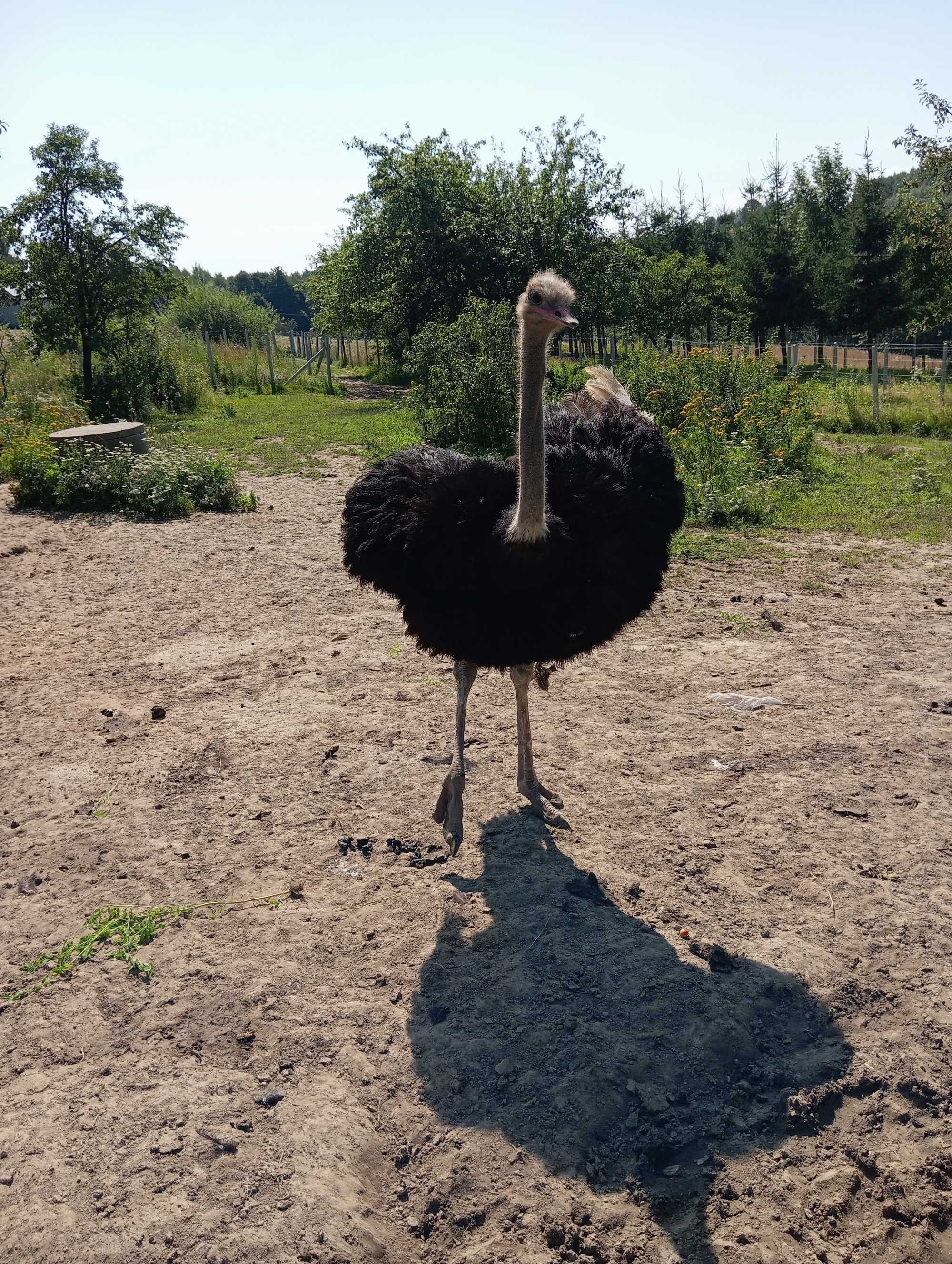 Struś samiec zamienię na samicę