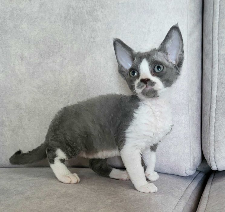 Dziewczynka devon rex gotowa na zmianę domu FPL