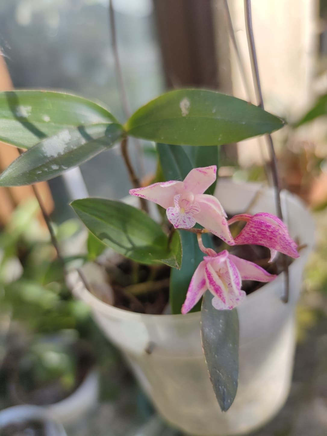 Orquideas Dendrobium kingianum