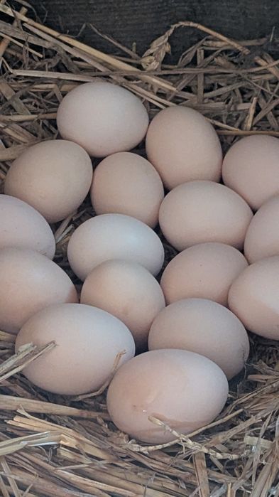 Jajka kurki zielononóżki.