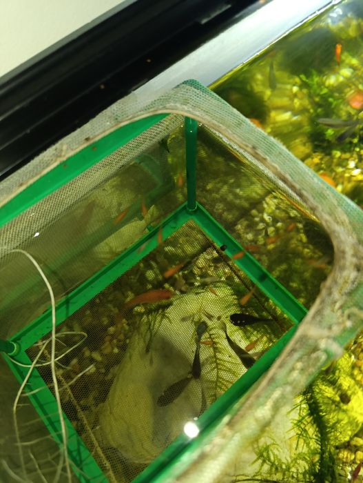 Platys Mickey filhotes