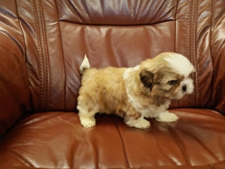 Shih tzu piesek z rodowodem