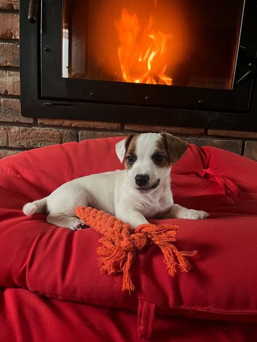 Джек Расел тер'єр