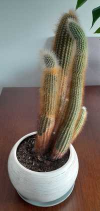 Kaktus z doniczką