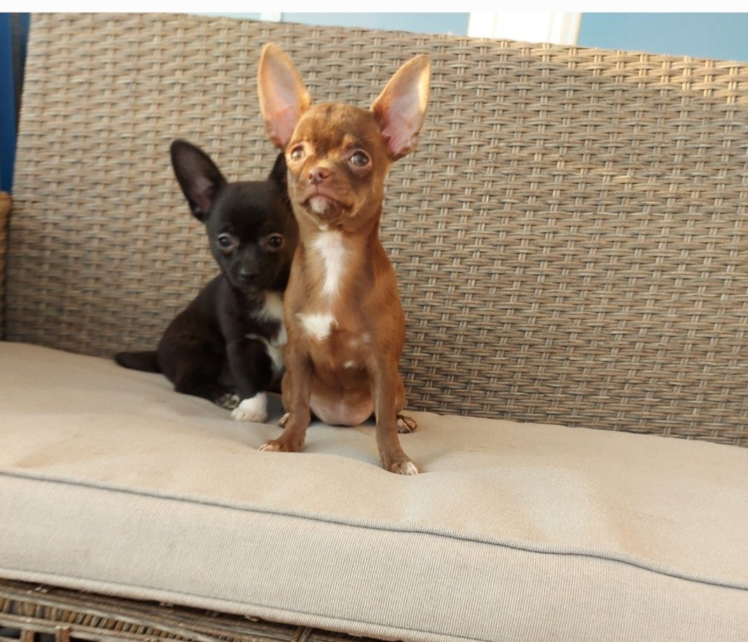 Chihuahua Fêmea  Com LOP  (Pedigree) Femea