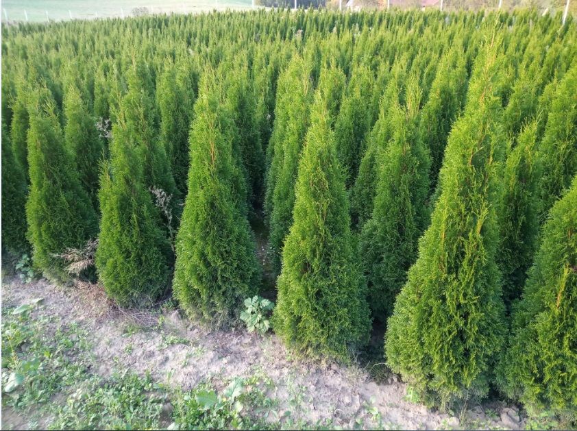Tuja brabant, szmaragd 170cm, nawet do 250cm, dowóz, sadzimy