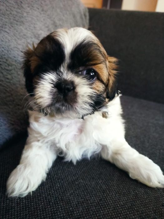 Shih Tzu trikolor - śliczny szczeniak.