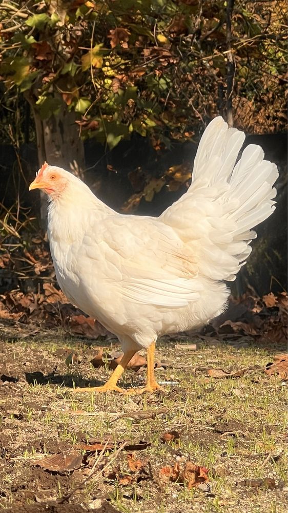 Ovos de galinha caseira