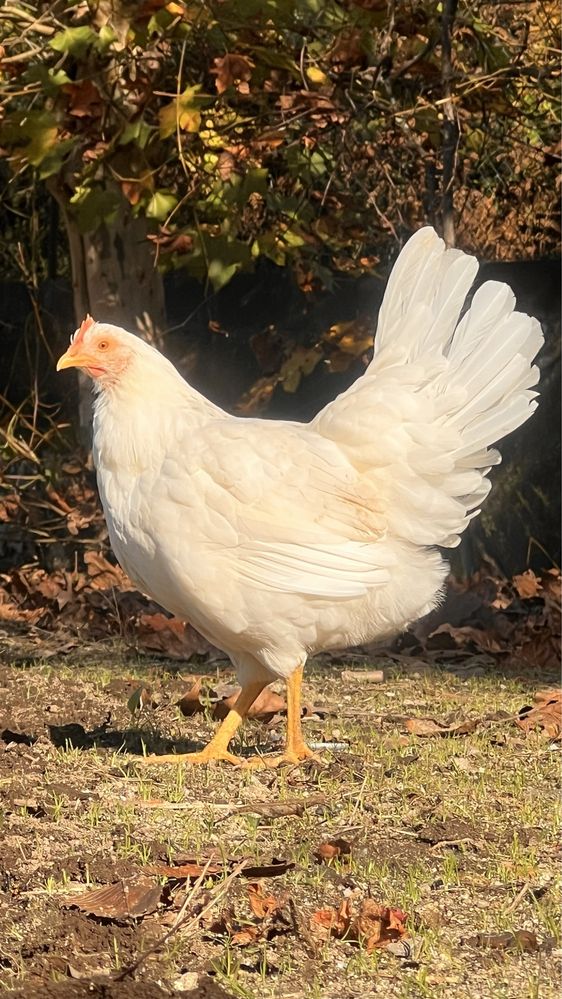 Ovos de galinha caipira