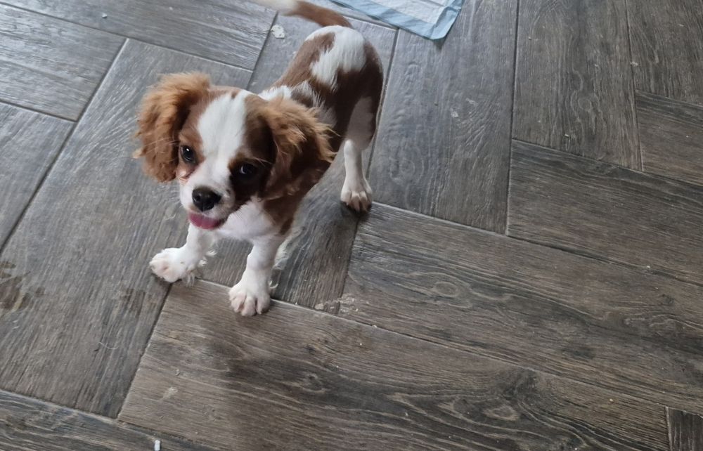 Sprzedam pieska rasy Cavalier