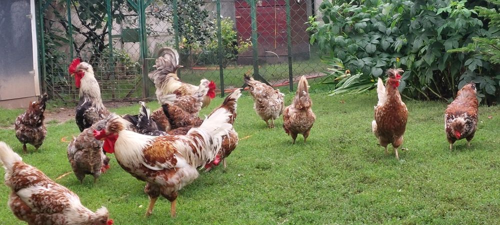 Czubatka  Staropolska   jaja lęgowe