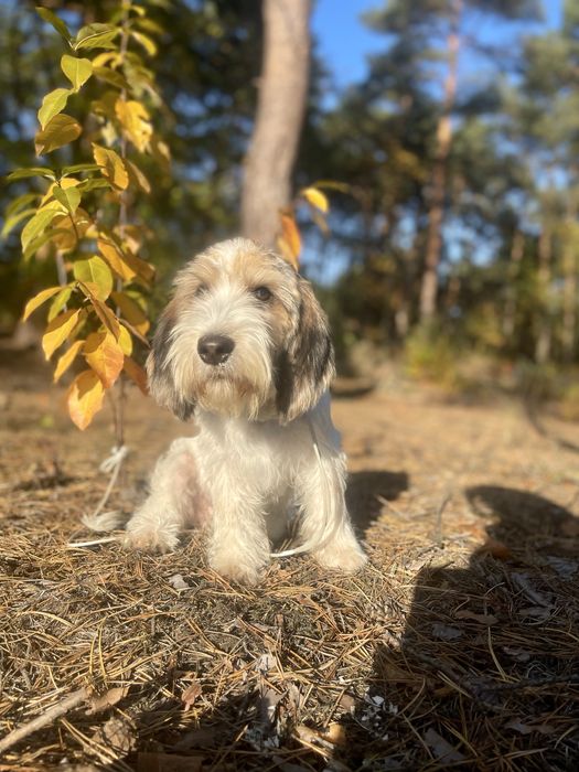 Petit Basset Griffon Vendèen