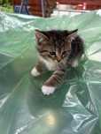 Małe koteczki do adopcji :)