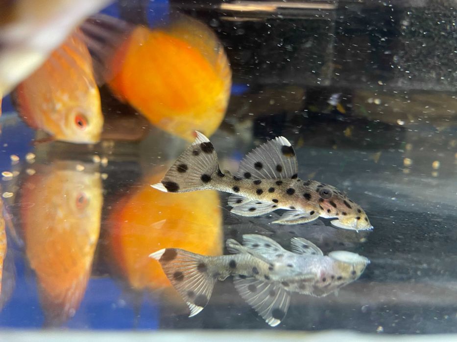 L264 sultan pleco WF/F0