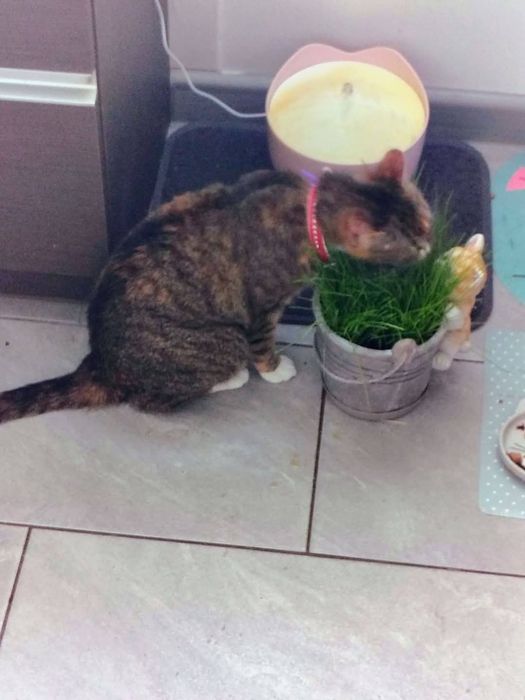 ZAGINĘŁA KOTKA – RUBI  dla znalazcy 1000 zł