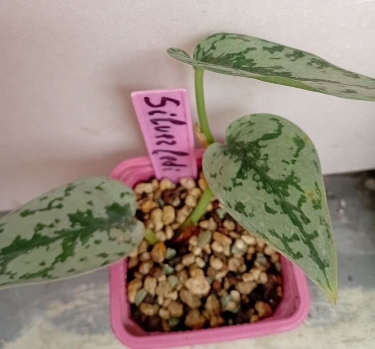 Сциндапсус, эпипремнум новинки.