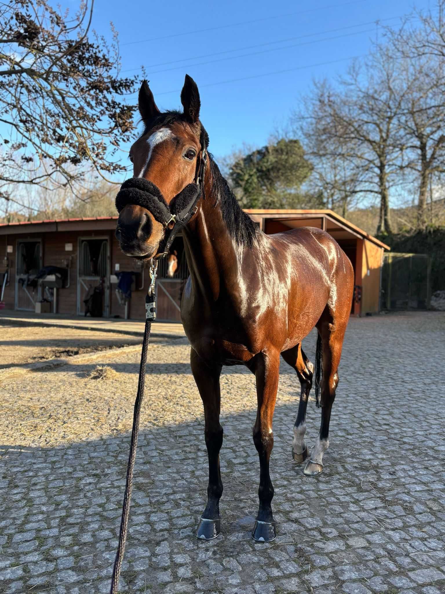 Cavalo PSI para venda