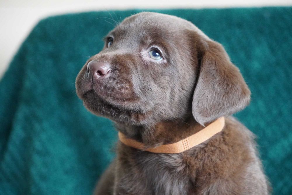 Czekoladowy pies Labrador Retriever FCI ZKwP samiec