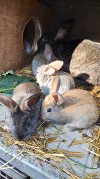 Młode króliki hodowlane