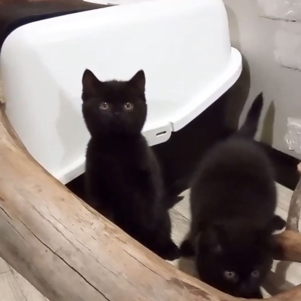 Шотландські чорні котенята
