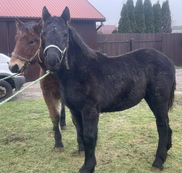 Klaczki zimnokrwiste