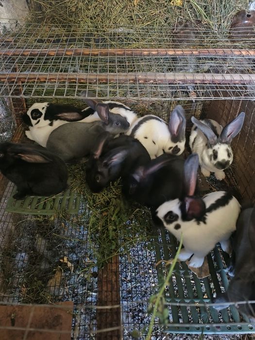 Продам кролики німецький строкач велетень.