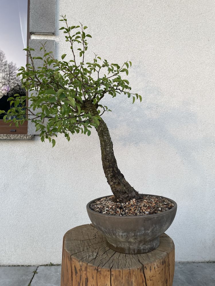 Modrzew bonsai i inne