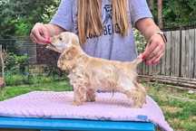 Cocker spaniel amerykański fci