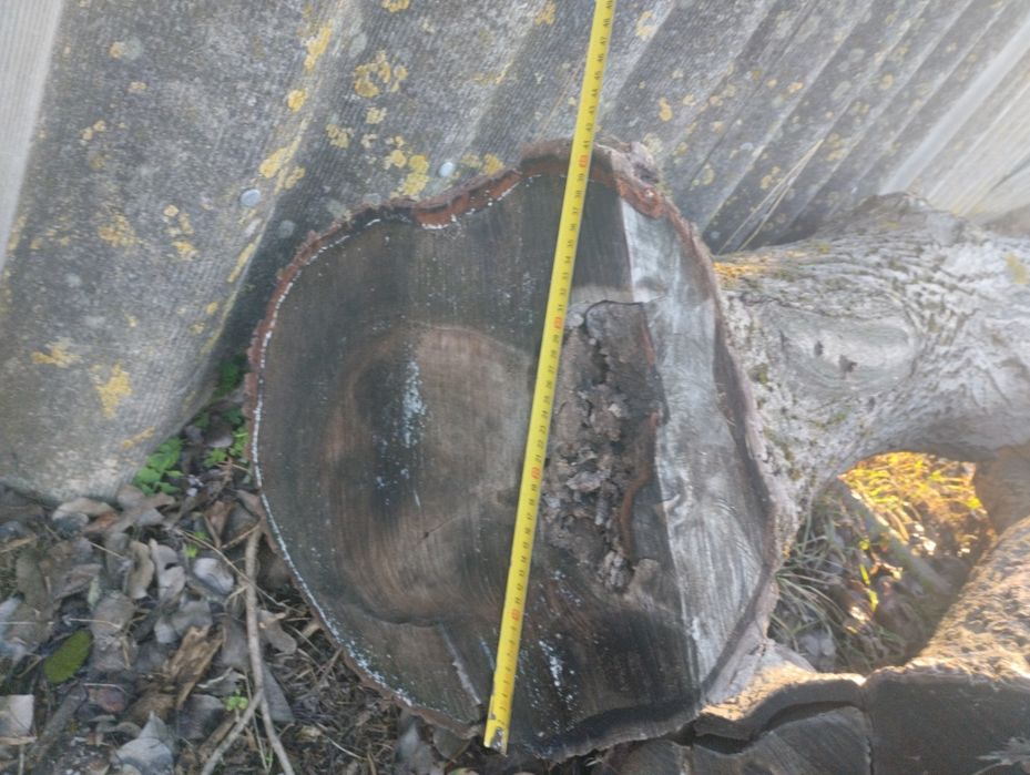 Продам стовбура горіха