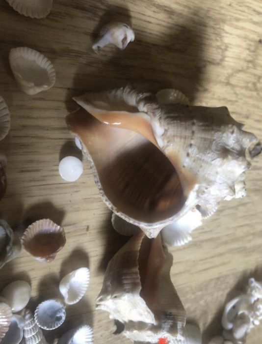 Кокос з мушлями для акваріуму