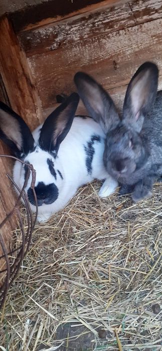 Króliki samce i samiczk na sprzedaż i