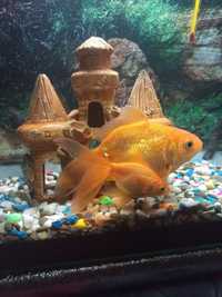 Продам акваріум з золотими рибками