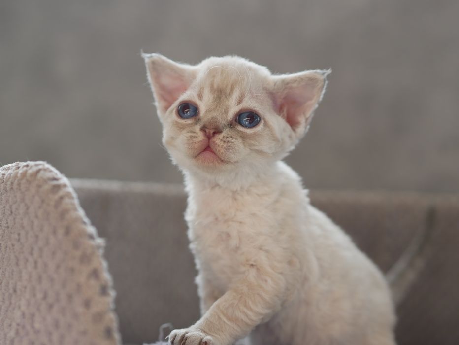Devon Rex, dziewczynka