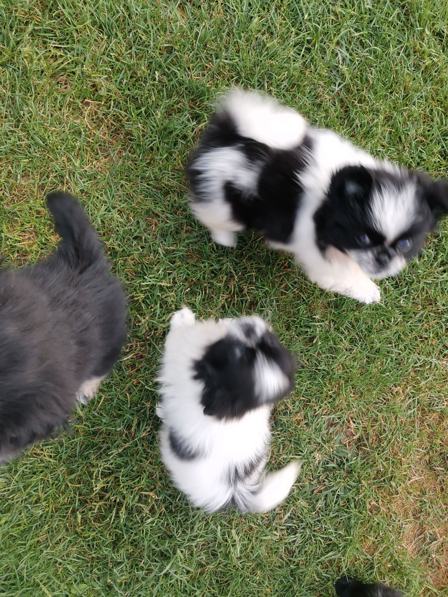 Szczeniak Pekińczyk Nie Shih Tzu