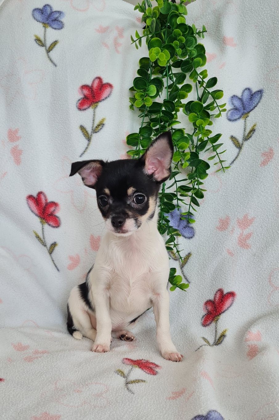 Estupenda bonequinha mini Chihuahua/Chiuaua. LinhagemRussa. Qualidade