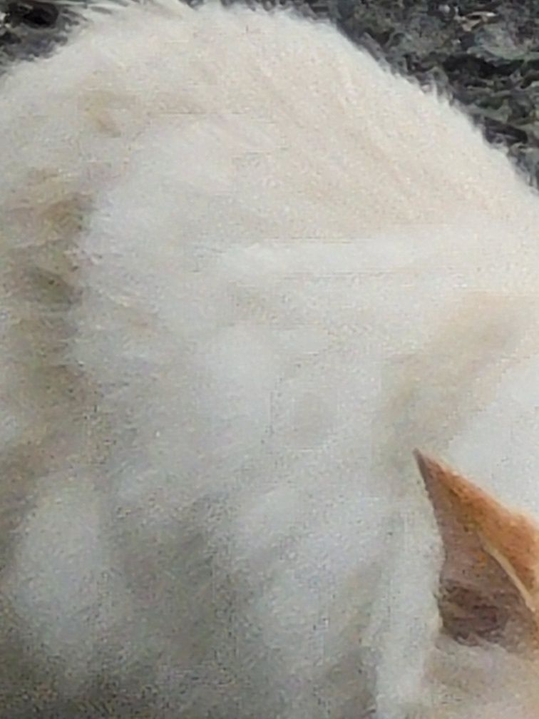 Dou gato branco de rua