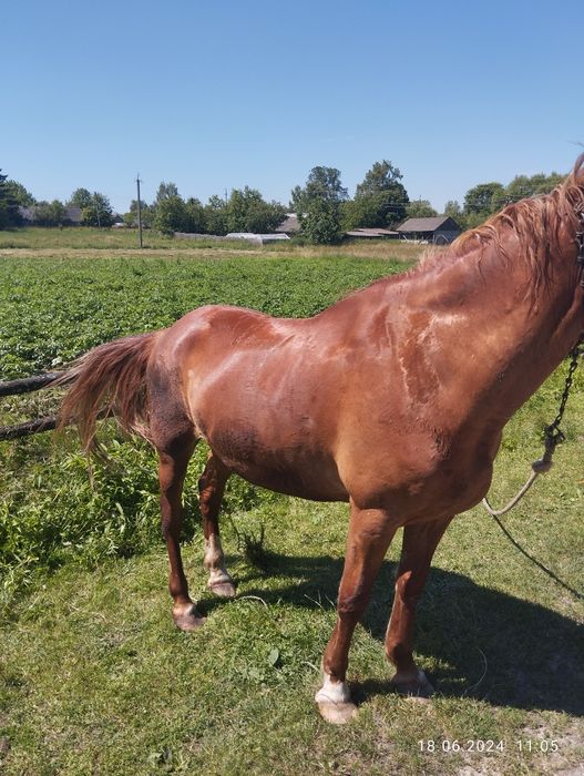Продам робочого коня