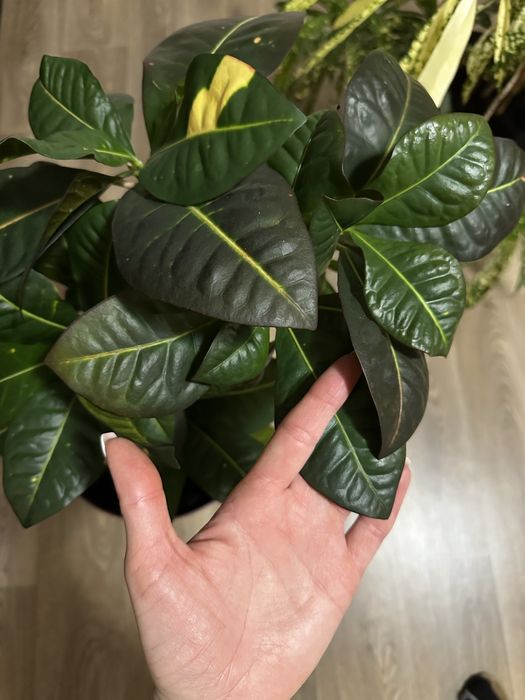 Продам дорослі Кротони