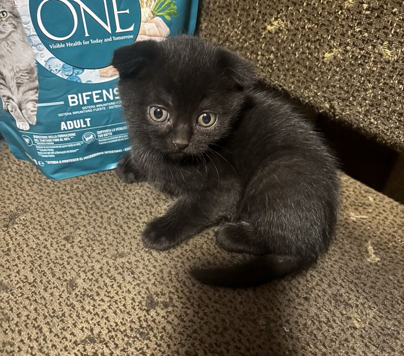 Грайливі кошенята шукають свою родину. САМОВИВОЗ