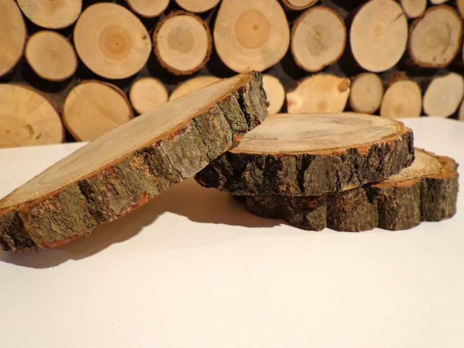 Plaster drzewa krążek drewna 12-14cm brzoza, panel ścienny drewniany