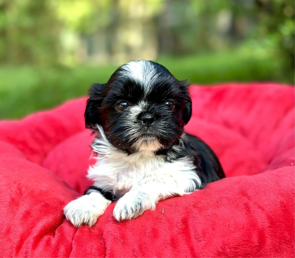 Shih tzu piekny chlopczyk z rodowodem