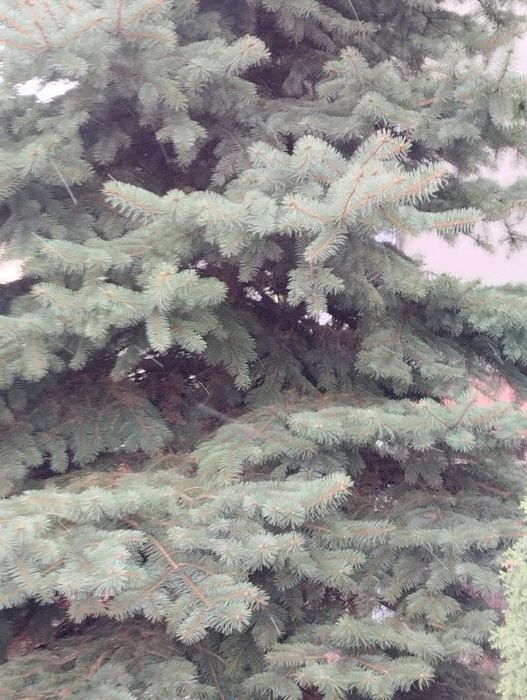 Продам ялинку живу Picea pungens