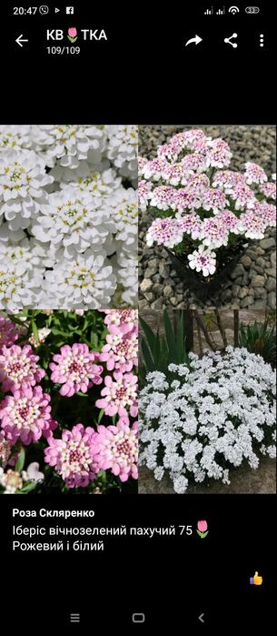 Іберіс білий/рожевий