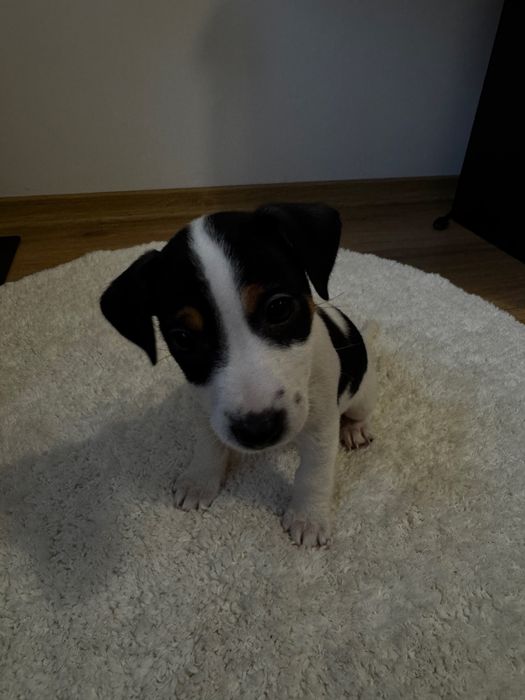 Готуються до продажу цуценята Джек рассела