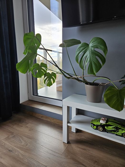 Monstera wraz z doniczką
