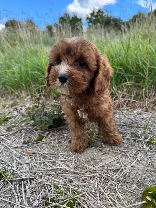 cavapoo szczeniak