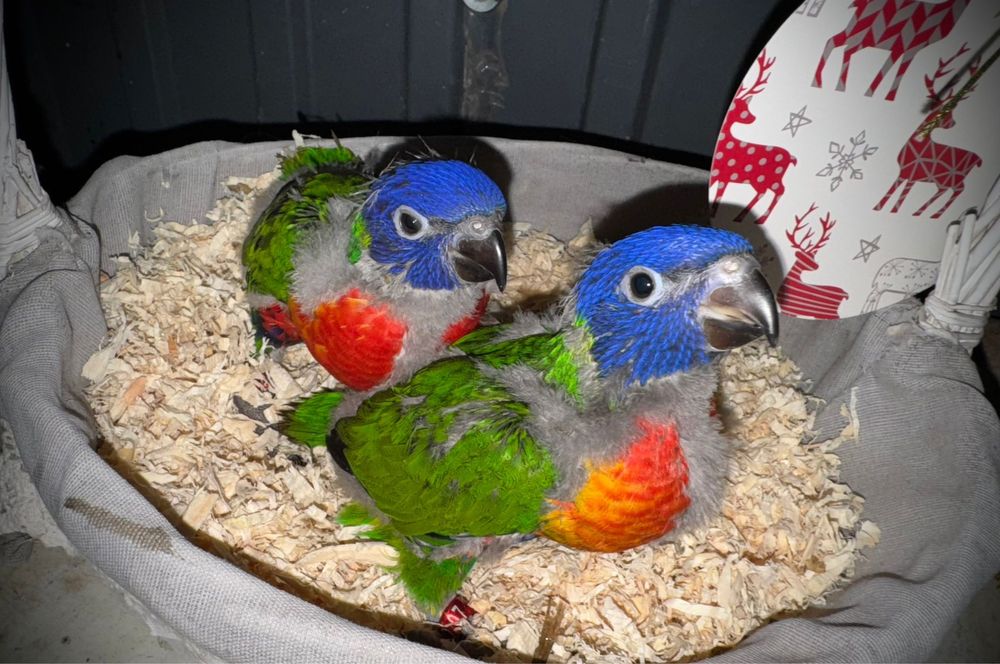 Casal de Loris Arco-Iris para acabar de criar á mão