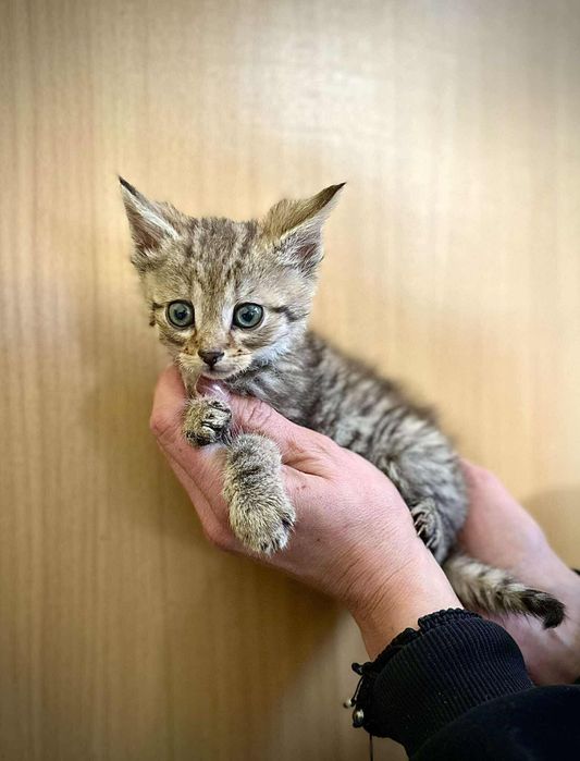 Kocięta, 10 tygodniowe, adopcja za darmo oddam