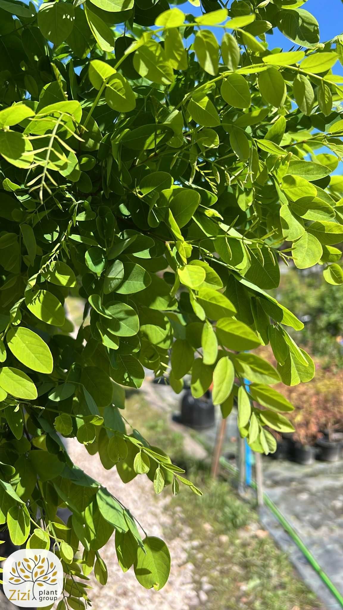 Robinia pseudoacacia Umbraculifera, akacjowa, obwód 8-16cm, pień 220cm