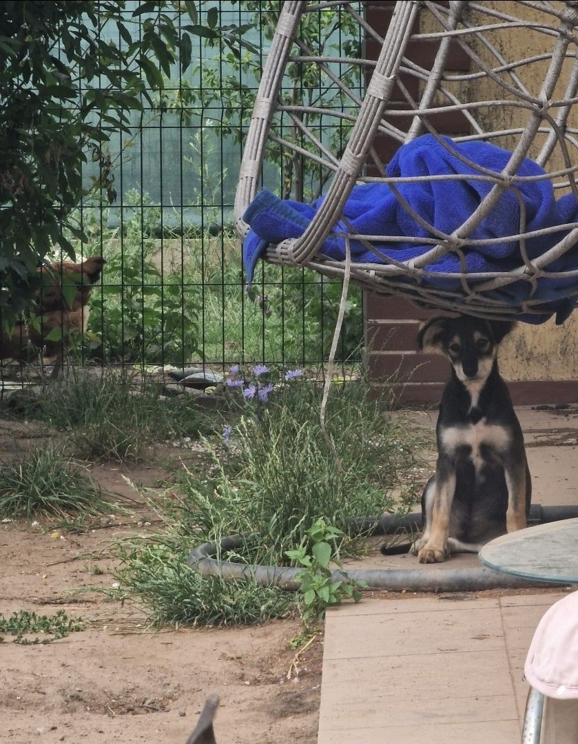 Szczeniak do adopcji,chłopiec.